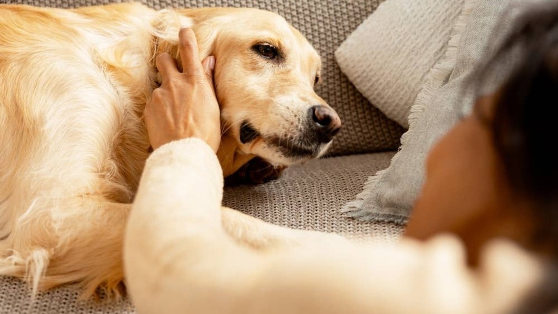 Woman Rescues Shelter Dog, Then Receives a Life-Changing Surprise 
