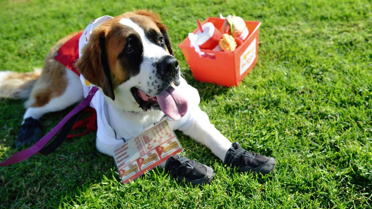 Dog dressed as an In-N-Out Burger worker.