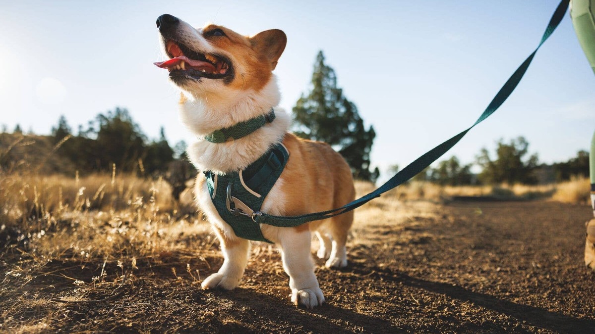 Corgi wearing a Ruffwear harness.