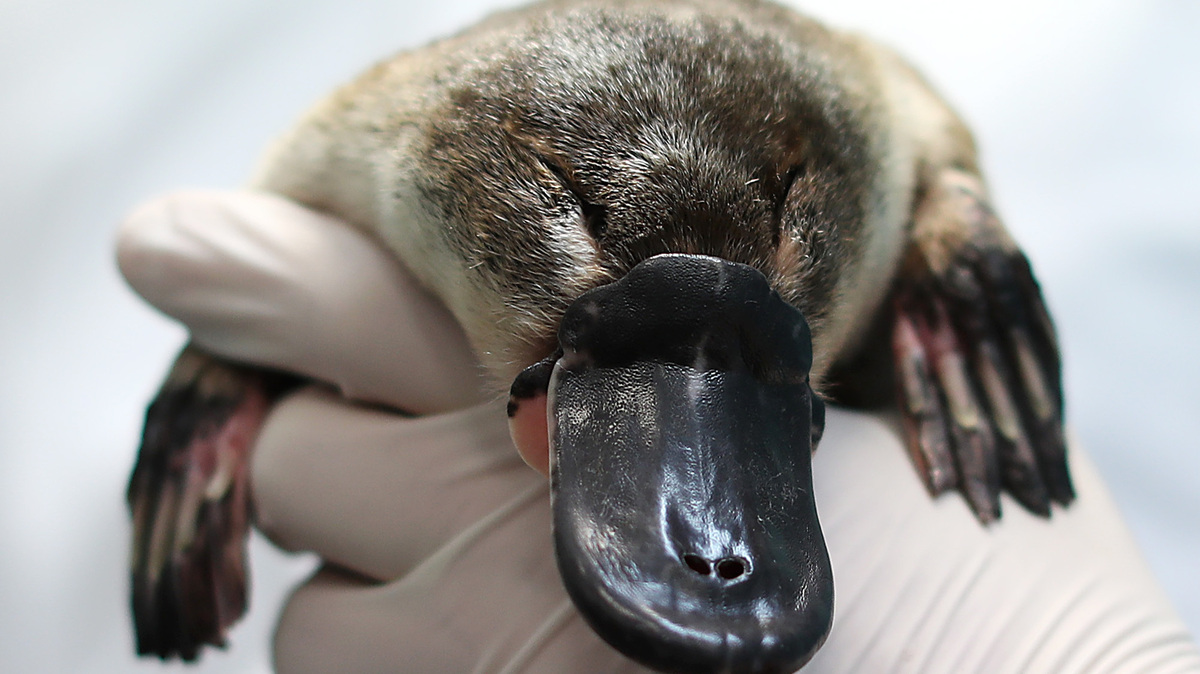 SYDNEY, AUSTRALIA - JUNE 09: A platypus receives a health check at Taronga Zoo on June 09, 2021 in Sydney, Australia. RSPCA NSW has donated $600,000 to fund a new Platypus Rescue and Rehabilitation Centre at Taronga Zoo. While not officially listed as a threatened species, new research suggests the platypus could be on the brink of extinction due to damaged waterways, land clearing and climate change. (Photo by Mark Metcalfe/Getty Images)