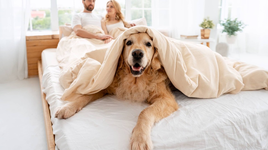 This Golden Retriever Demands Noise to Make Her Bed, and We Have Questions 