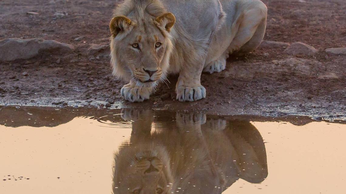 Lion Drops His Very Favorite Toy in the Water and Doesn't Understand Where It Went 