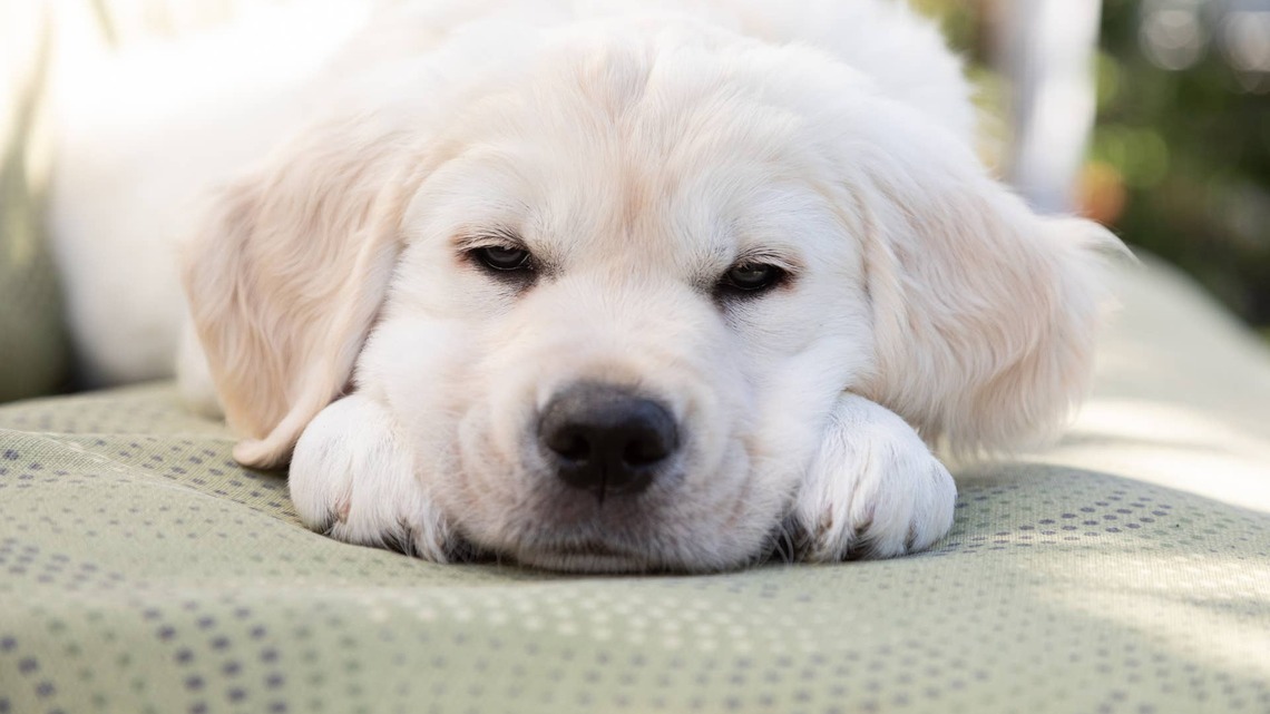 Chunky White Golden Retriever Puppy Looks Just Like a Polar Bear Cub 