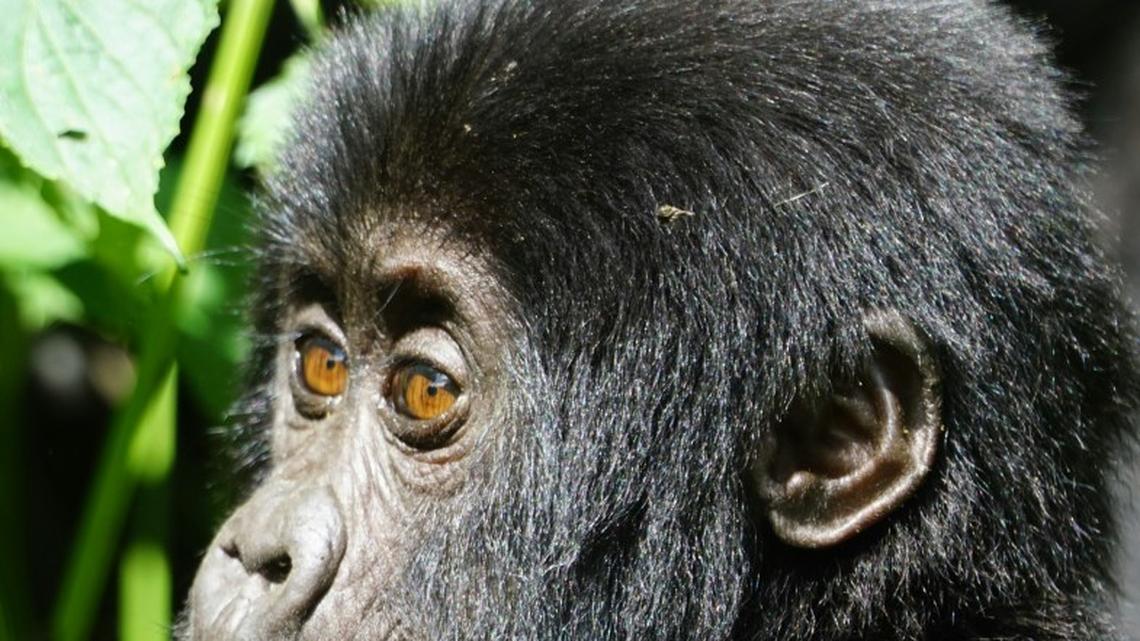 Baby Gorilla Gets Tiny 'Nose Boop' From His Big Sister in Moment of Pure Sweetness 