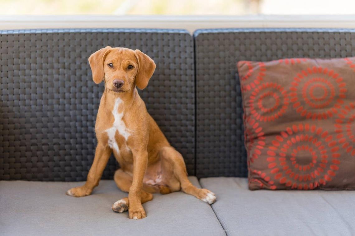 A Vizsla short-haired dog breed on a couch. 