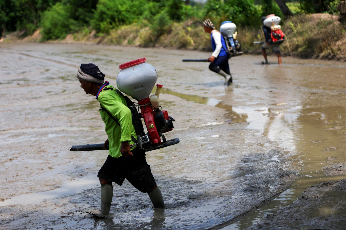 FILE PHOTO: Farmers spray paddy seeds in a rice field in Chainat province, Thailand, August 28, 2023. REUTERS/Athit Perawongmetha/File Photo