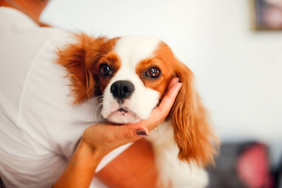  A sweet dog comforting its pet parent who feels sad.