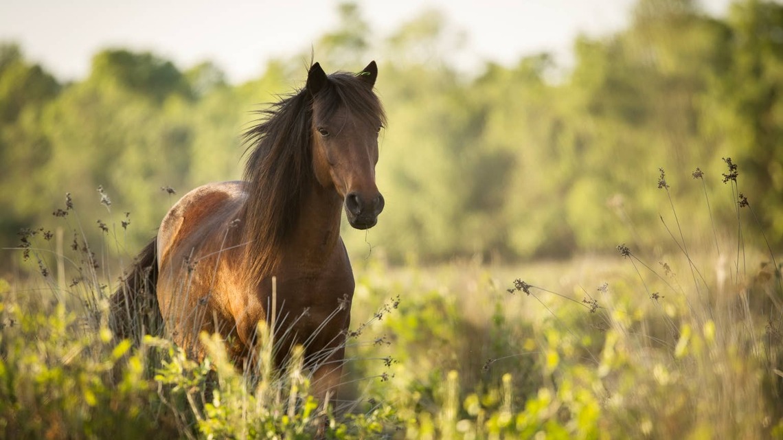Gentle Giant Horse Strikes Up a Friendship With a Baby Deer, and the Size Difference Is Everything 