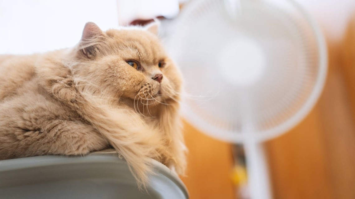 'Unbothered' British Longhair Cat Has the Ultimate Heatwave Fix 