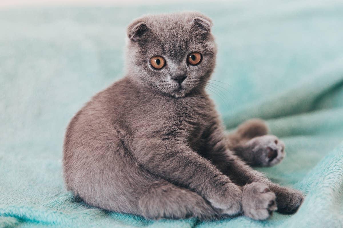  Scottish folds can be difficult for first-time cat owners do to their anxiety and health.