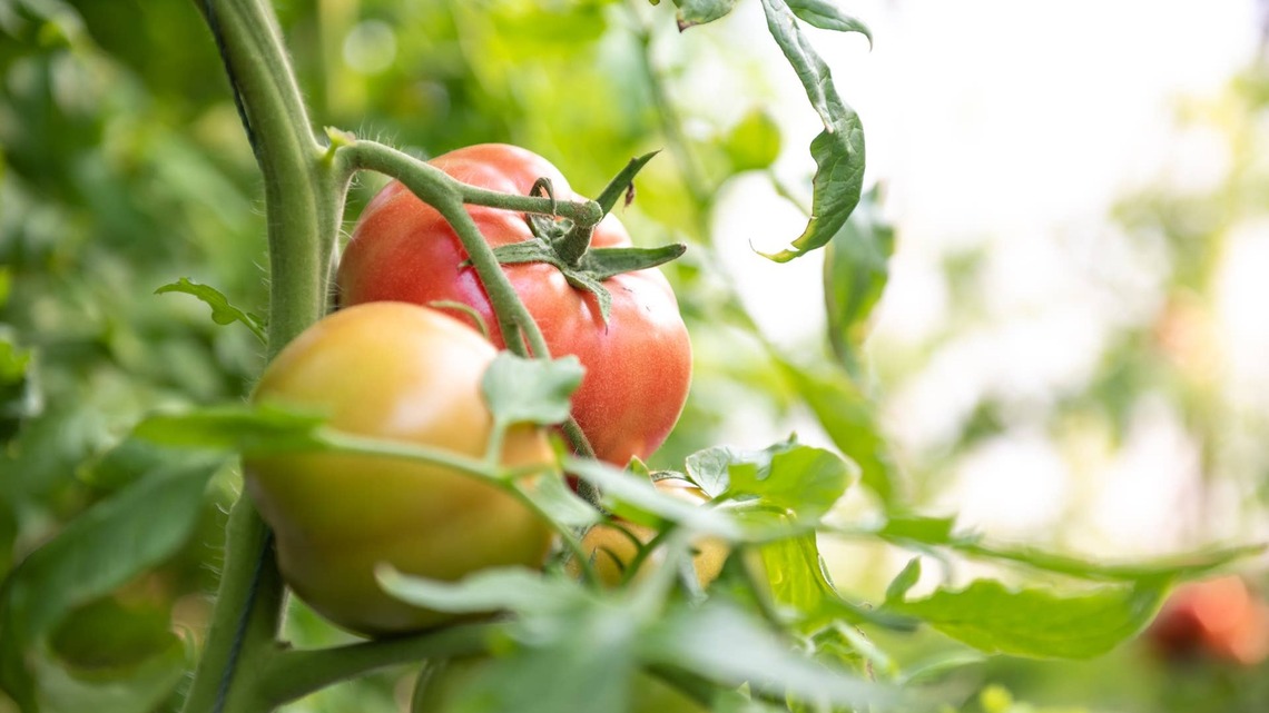 Enjoy Homegrown Tomatoes Well Into Fall With These Cold-Tolerant Varieties