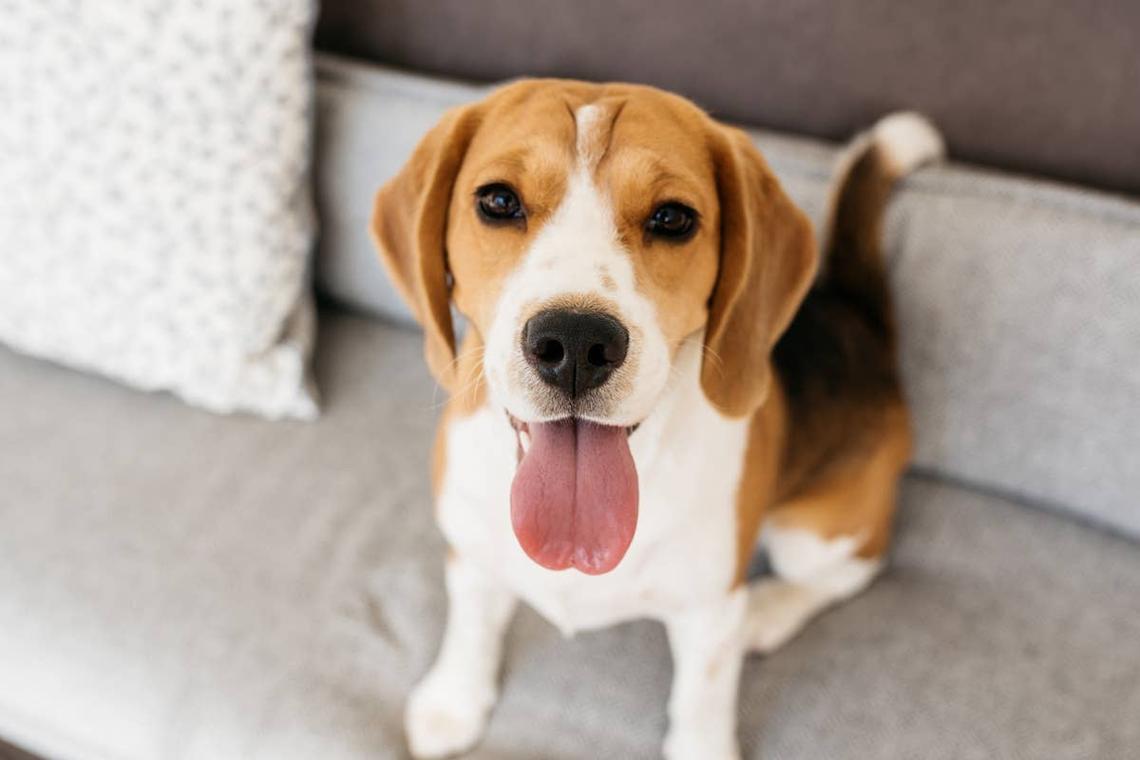  A Beagle sitting on a couch waiting to play with another dog. 
