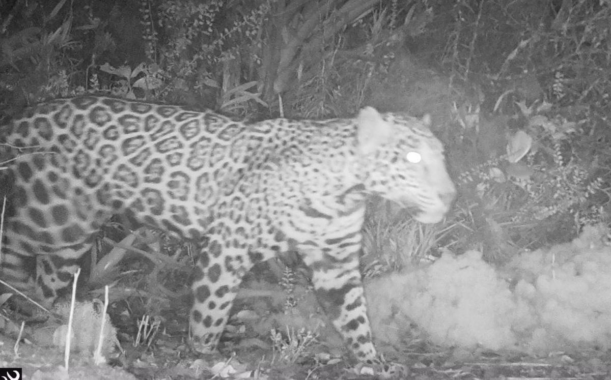  (Panthera-Honduras via SWNS) 