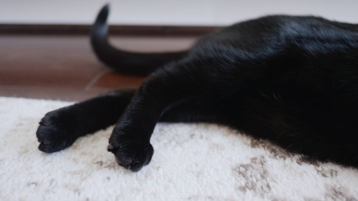 Black Cat With Rare Condition Looks Like a Furby Come to Life