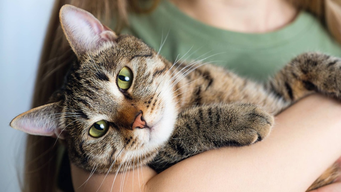 Patient Family's Journey Turning a Feral Cat Into a Loving Pet Is Melting Hearts 