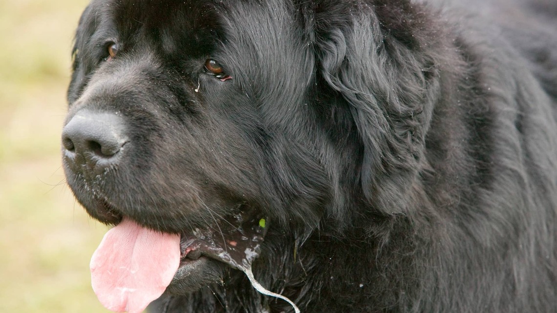 Why Does My Newfoundland Drool So Much? Causes and What's Normal