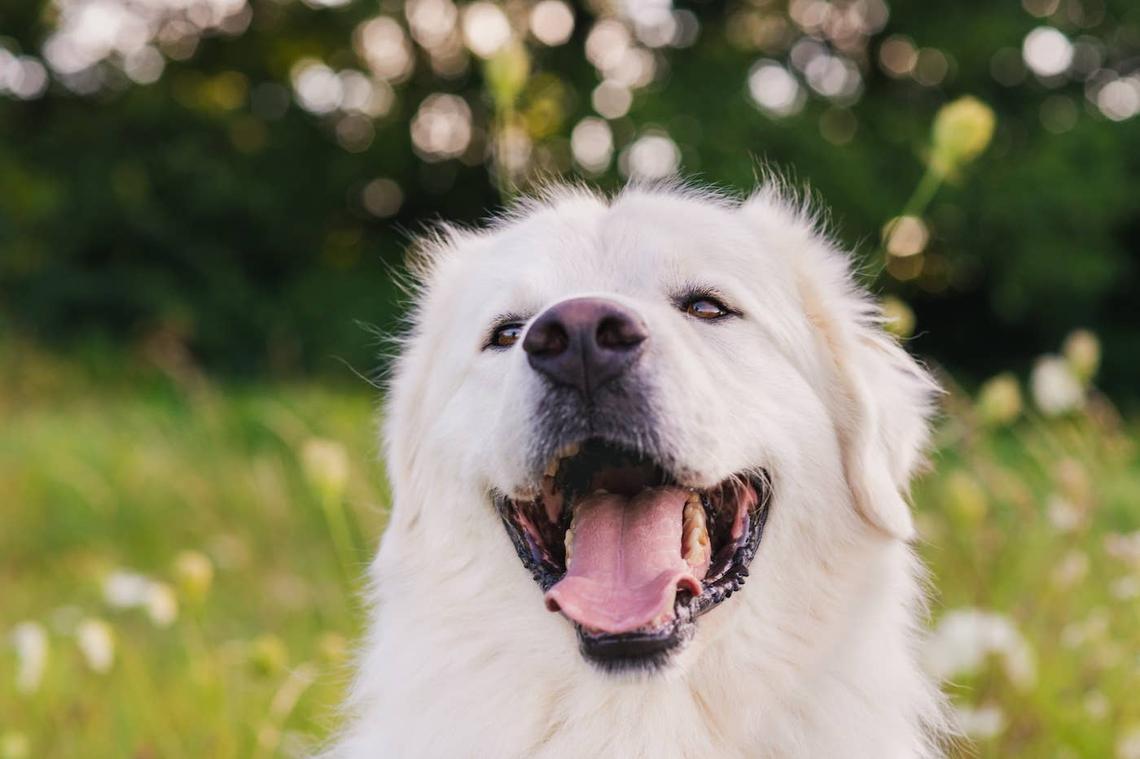  A happy Great Pyrenees smiling at sunset. 