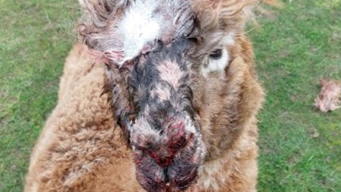 Rottweilers fatally maul four alpacas