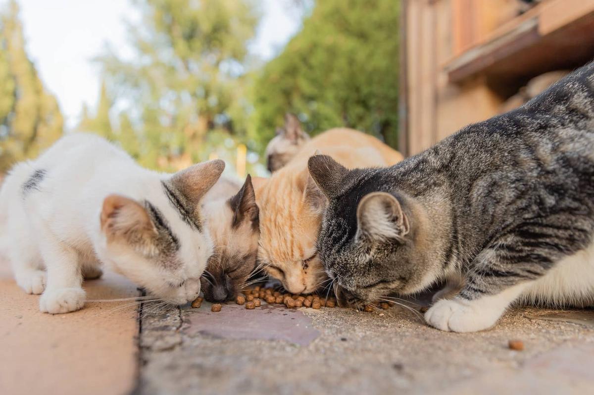  Feral kittens eating together.