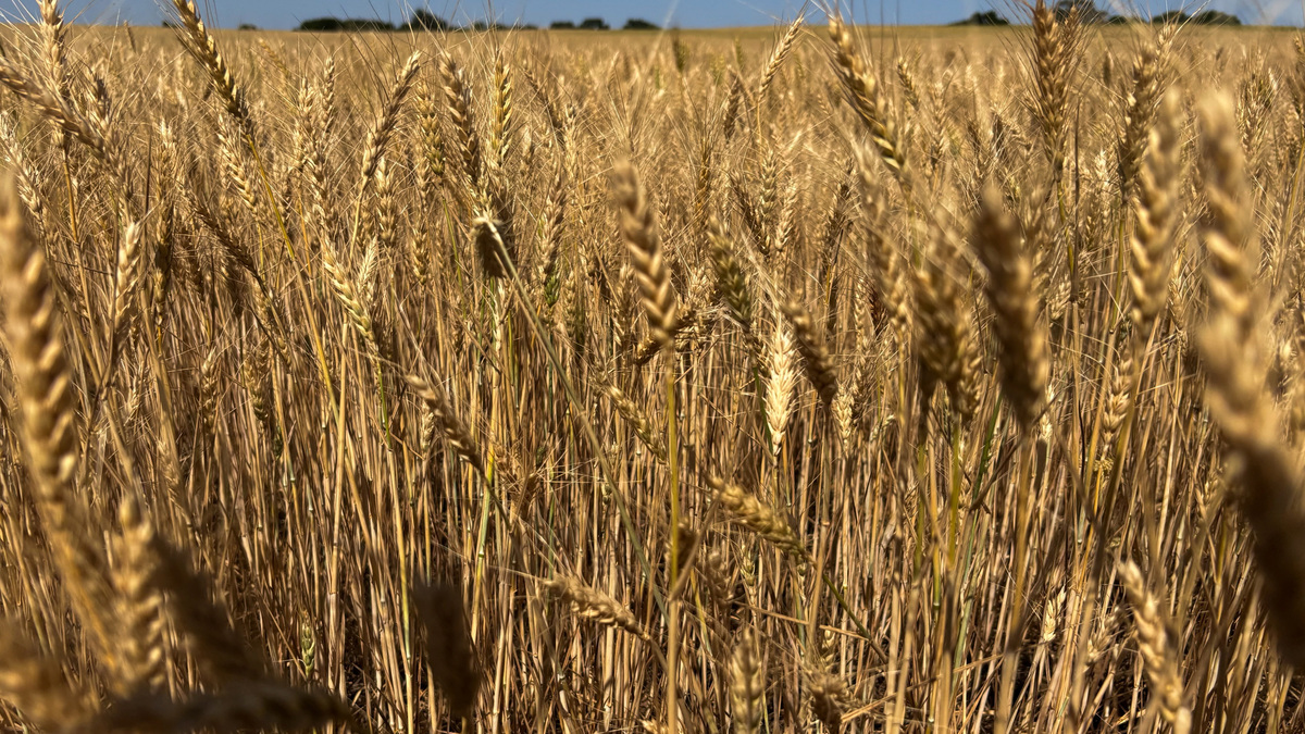Wheat nearly ready to harvest in Kingman, Kansas, U.S., May 13, 2026. The second day of the annual Wheat Quality Council tour of Kansas, the top U.S. hard red winter wheat producer. REUTERS/Emily Schmall