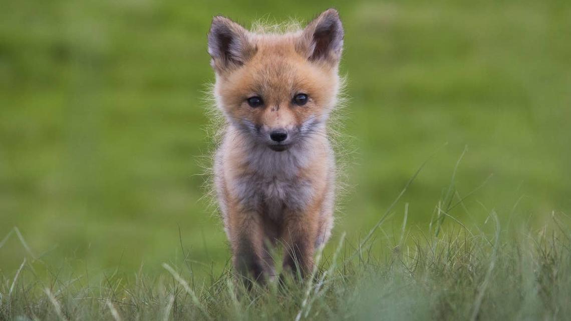 Baby fox in grass. 