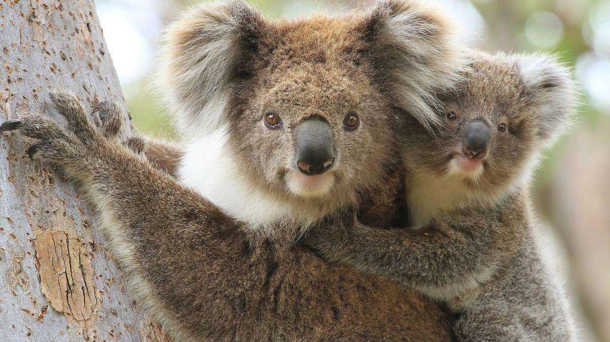 koala and baby. 