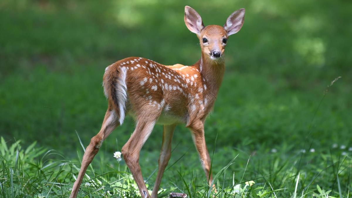 baby deer. 