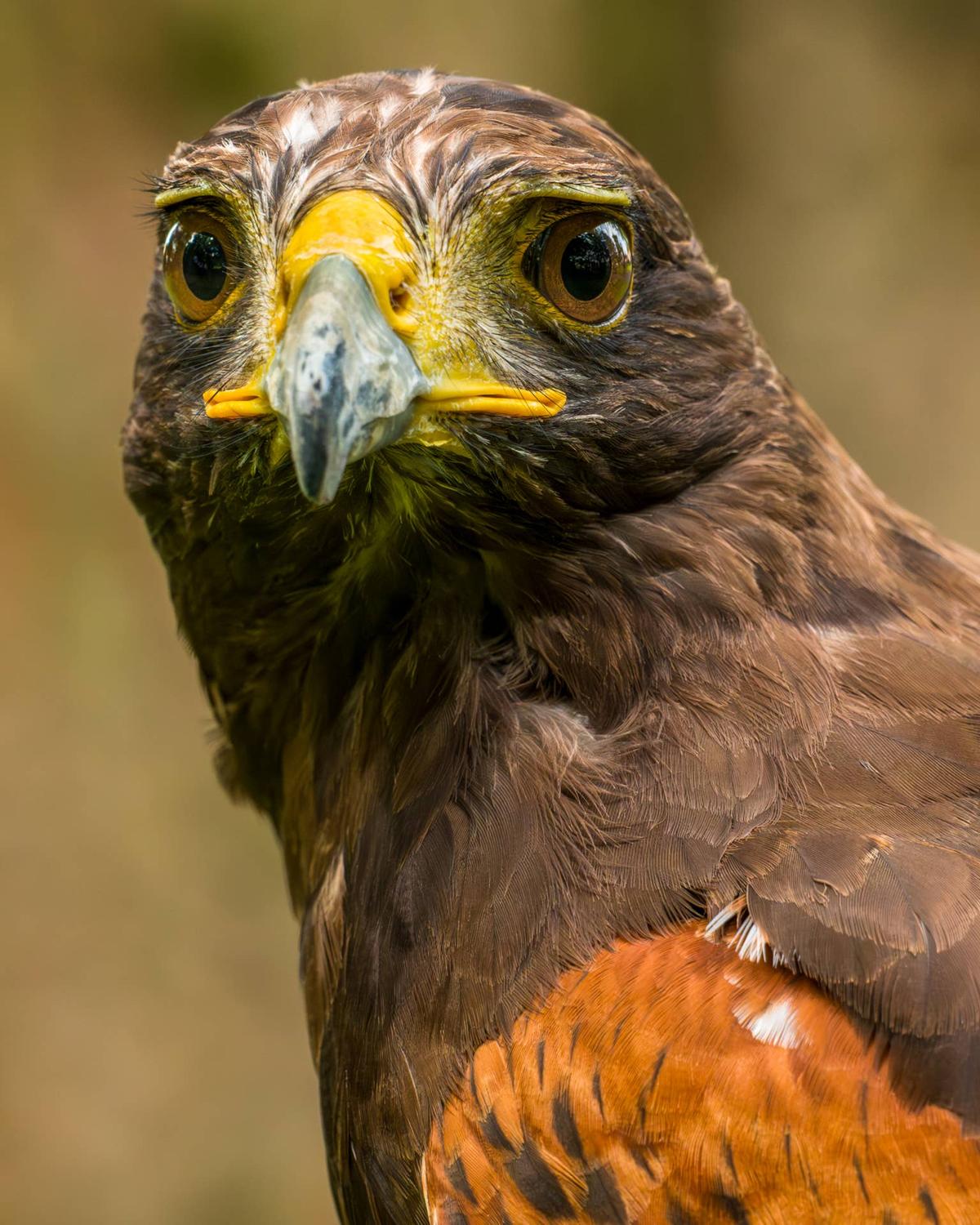  Close up of a Harris hawk.