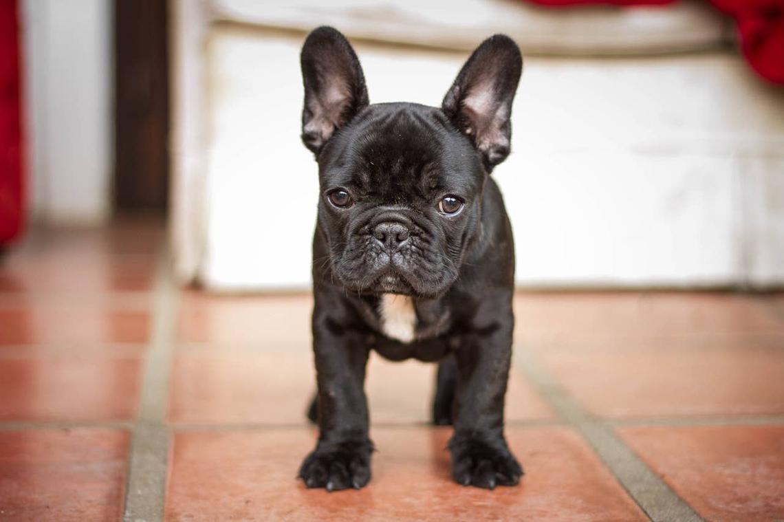  A black French Bulldog with a cute face and expressive eyes. 