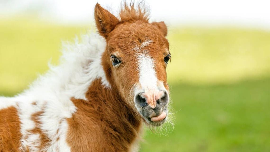Piano-Playing Miniature Therapy Horses Are Bringing Pure Joy to Hospital Patients 