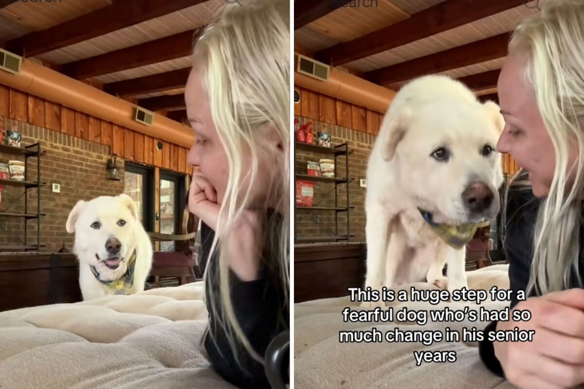  Screenshots from a May 23 TikTok video of Cloud, a rescue dog, feeling comfortable enough to join his owner on the couch. 