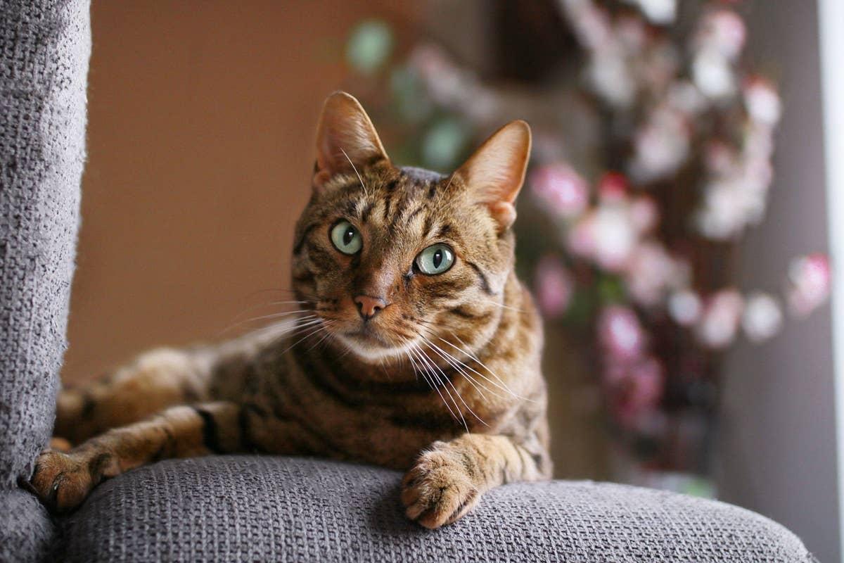  A bold and luxurious cat, just lke people born in April.