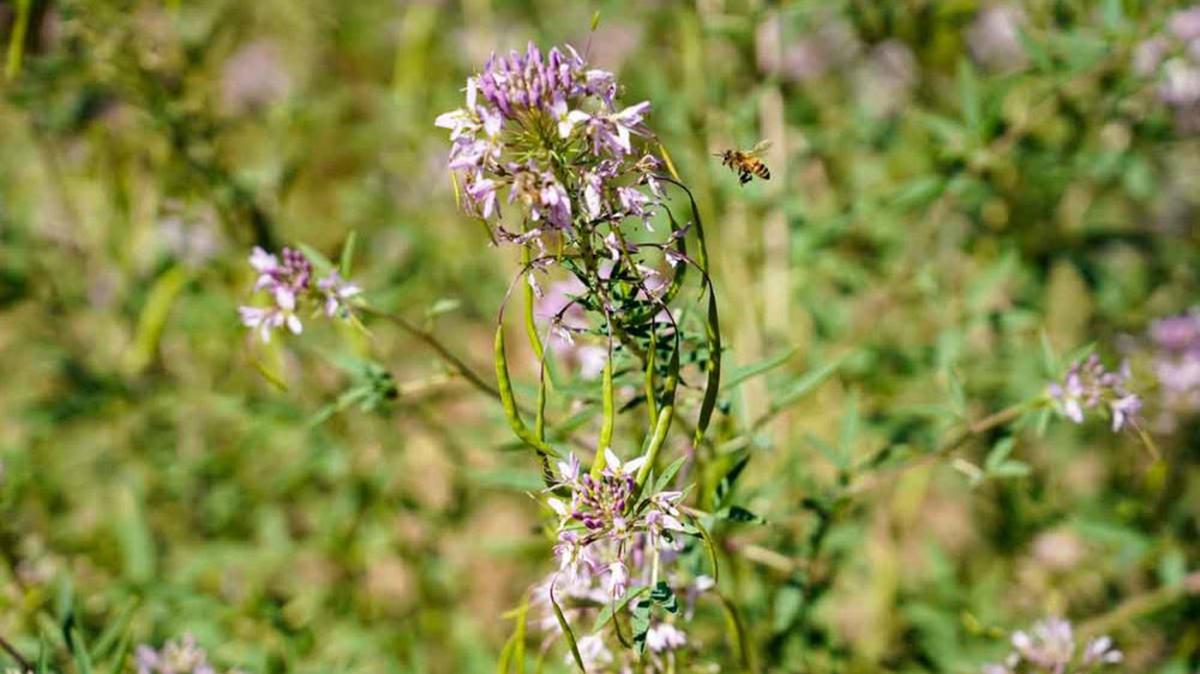 A bee stopping by a new bee plant at the Quebec Street medians is an example of how the medians’ ColoradoScape will improve habitat for pollinators in the city. (Denver Water/TNS)