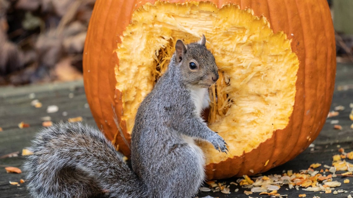 A Squirrel Is Using Halloween Decorations to Build Its Nest and Wildlife Experts Say That Could Be a Problem 