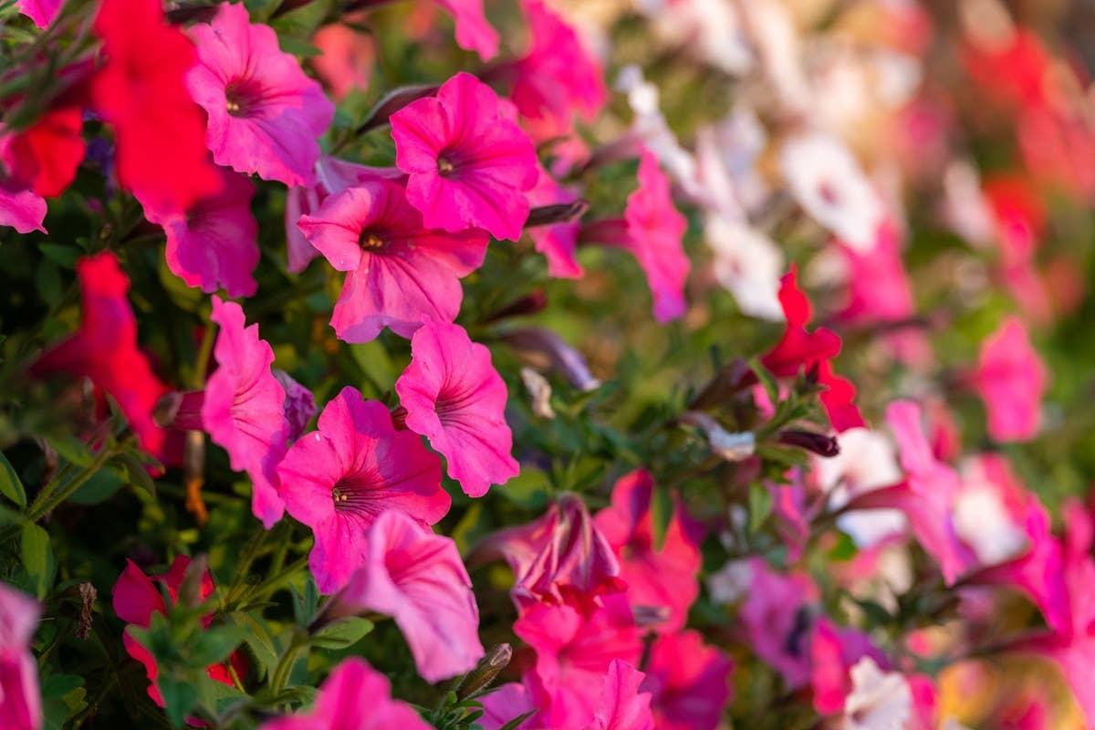  Petunia flower gardens won't attract hummingbirds.