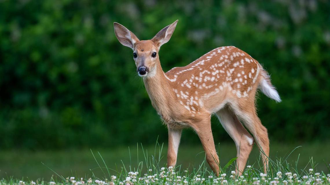 Tiny Fawn Walks Up During Family Stroll, and the Moment Feels Unreal 