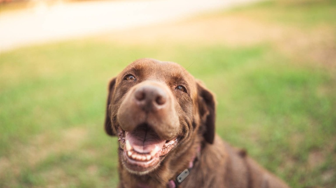 Senior Dog's Guilty Face Has the Internet Laughing Out Loud 