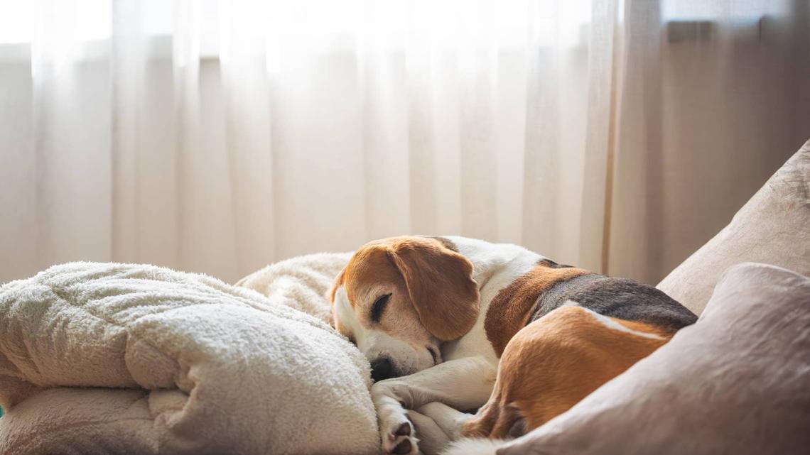 Friends Share Dog Fostering Journey on YouTube and How They're Helping This Pup to Open Up 