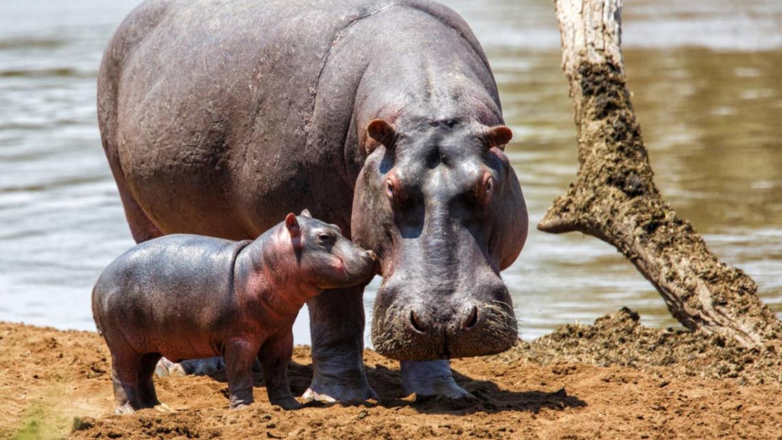 Mother hippo with baby. 