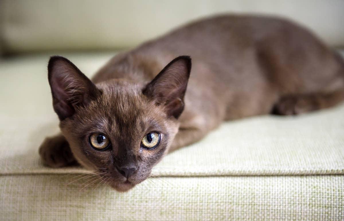  A vocal grey cat that loves to meow.