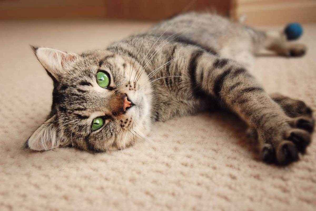  A cat relaxing on a carpet.