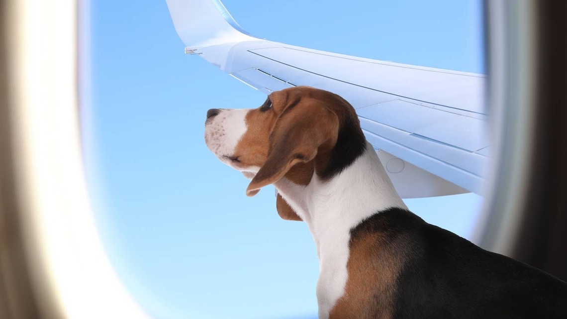 Traveler Spots Dog Sitting on Airplane Tray Table and the Internet Erupts 