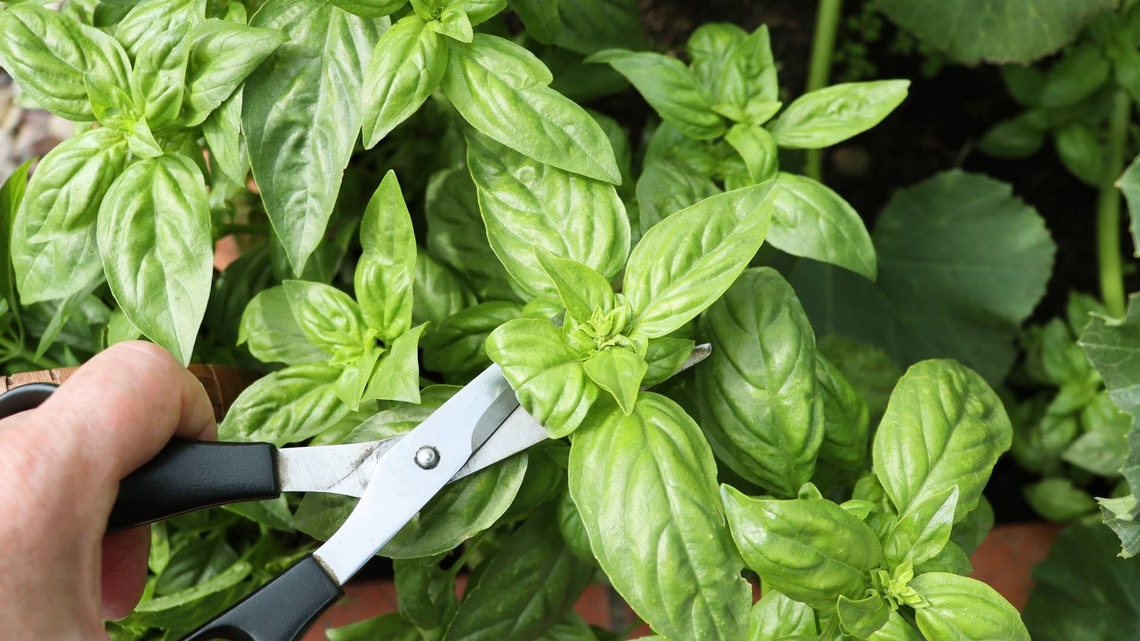 The One Mistake That's Causing Your Basil to Flower Too Early, According to Gardeners 
