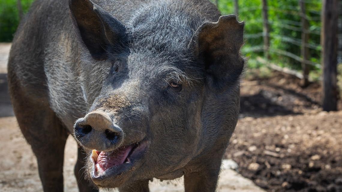 Rescued Pig Runs to Eat Breakfast With Pure Joy After Feeling Safe at Sanctuary 