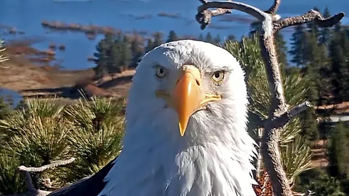 Famed bald eagle Jackie dies in California after mysterious illness