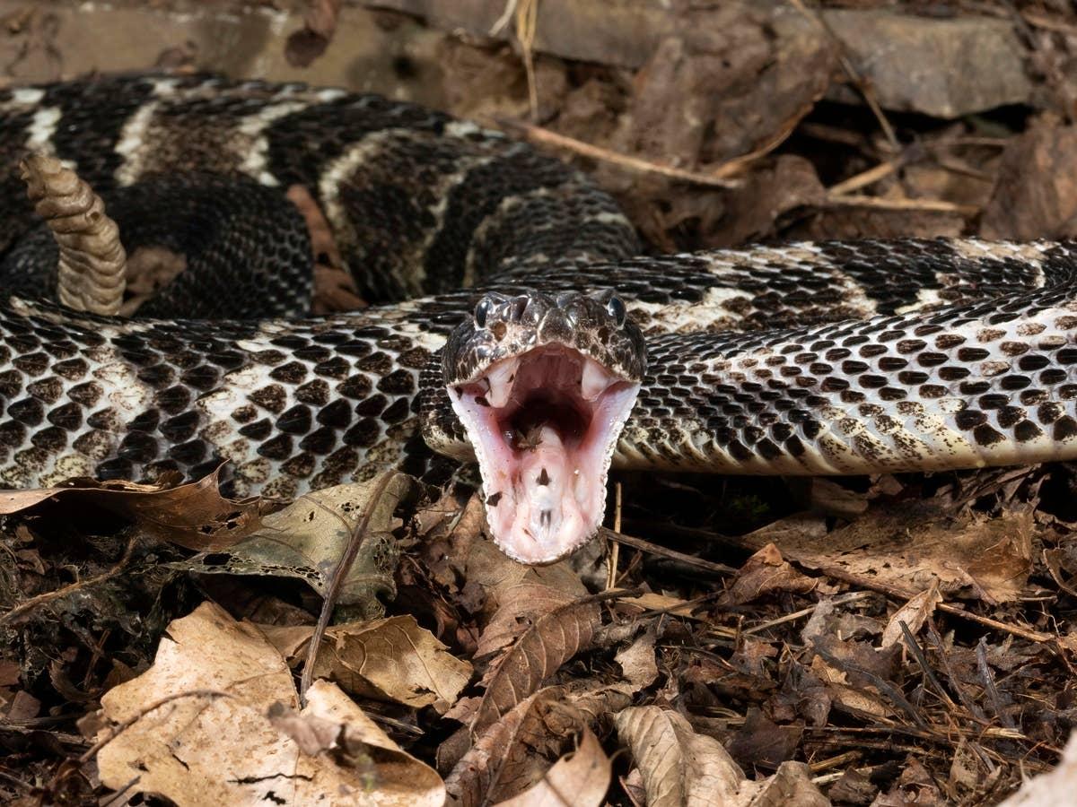  Some New Jersey hiking areas are known rattlesnake habitats.