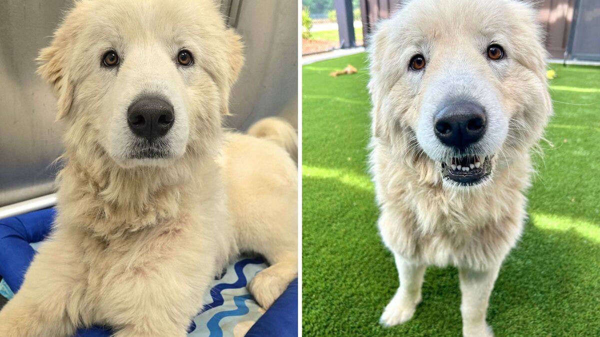 Photos of Dorotha, a 3-year-old dog, at the SPCA of Wake County after being found wandering the neighborhood following her owner's passing.
