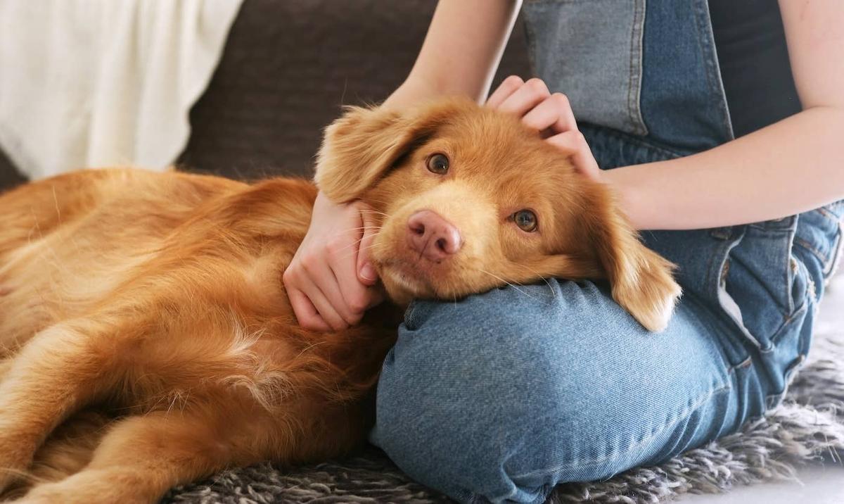  Tolling Retriever lying on couch.