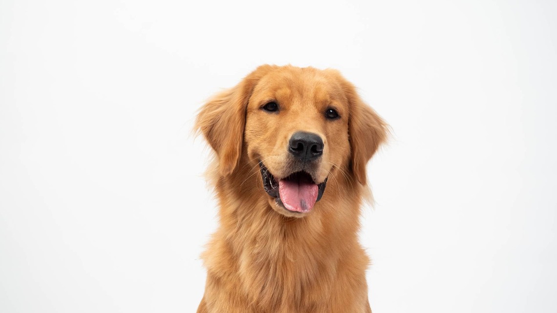This Golden Retriever Might Be the Worst Guard Dog, but at Least He's Adorable 