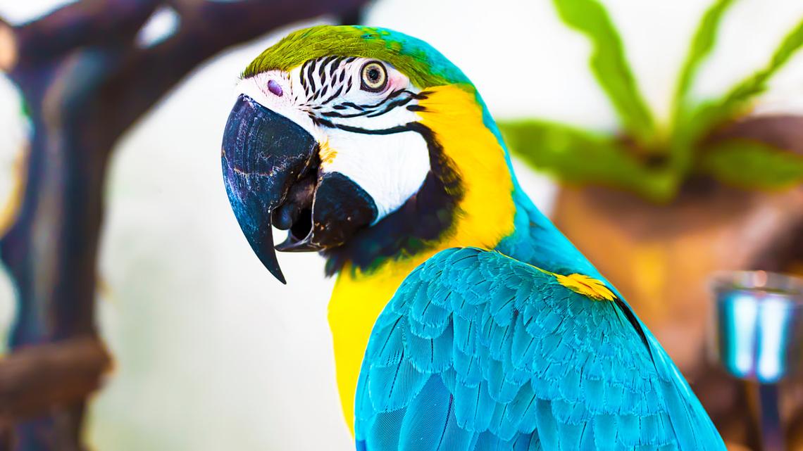 A close-up of a blue and yellow Macaw.